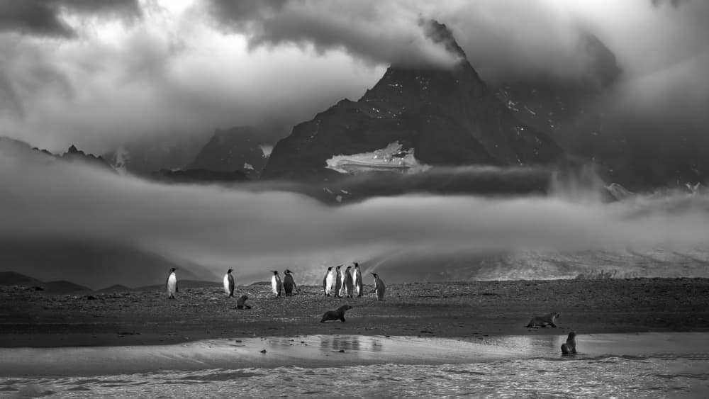 Penguins and Misty Mountains by ANNA AN — canvas wall art