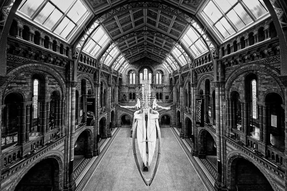 Grand Museum Whale Skeleton by Steven Zhou — canvas wall art