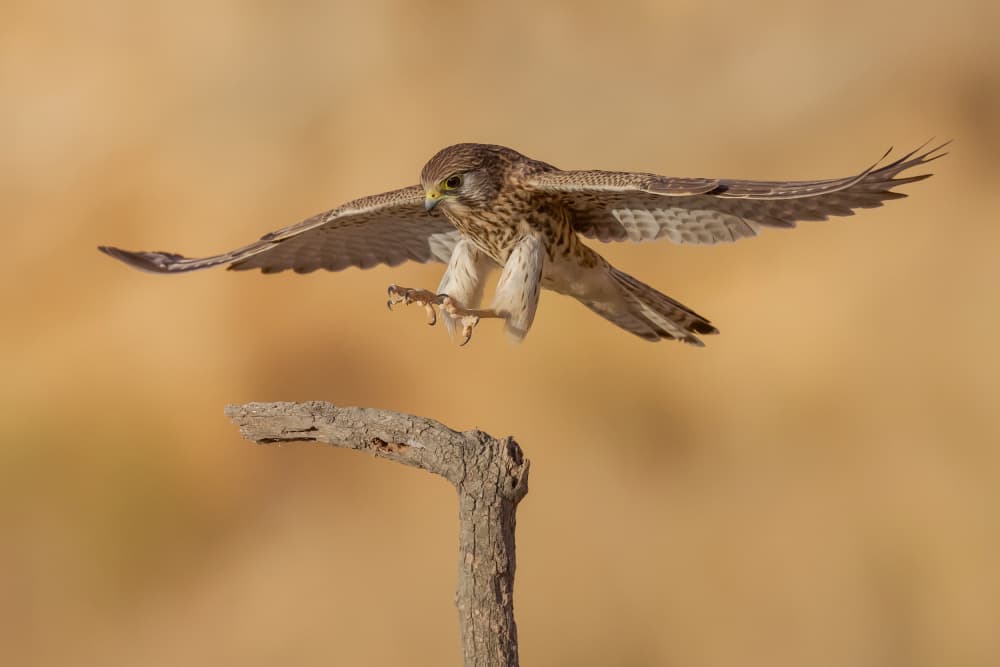 Kestrel Landing Approach by David Manusevich — canvas wall art