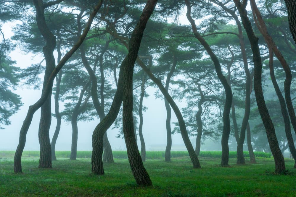 Misty Pine Forest by MIN CHEOL KIM — canvas wall art