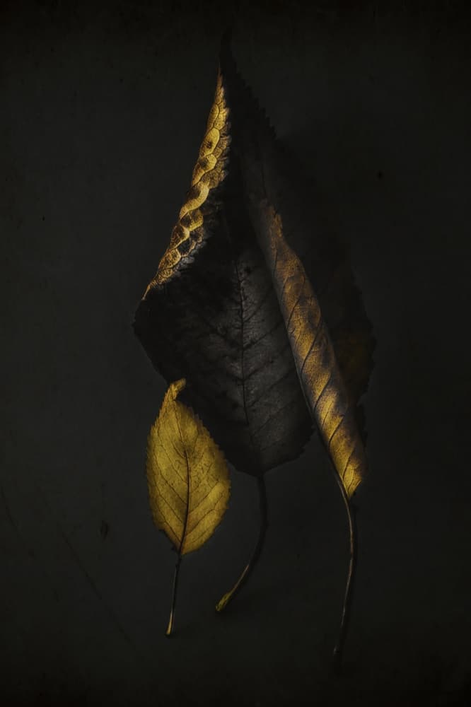 Dark Golden Leaves by Ingrida Urbonavičienė — canvas wall art