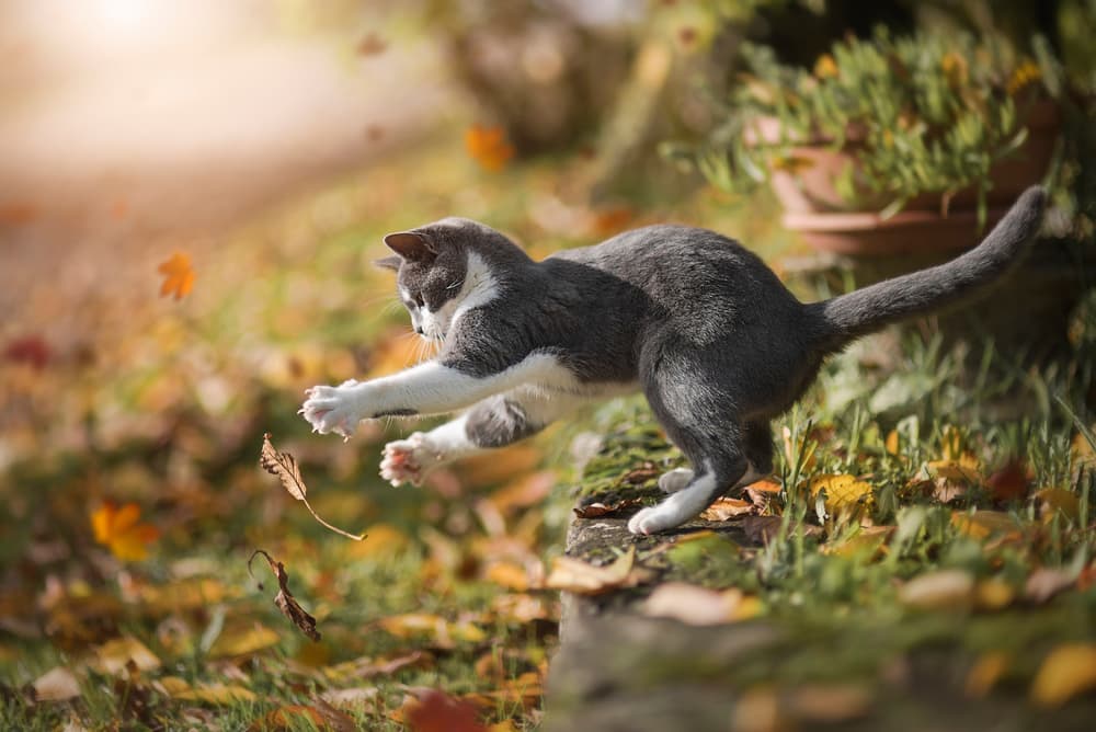 Leaping Cat Golden Fall by Dejana — canvas wall art
