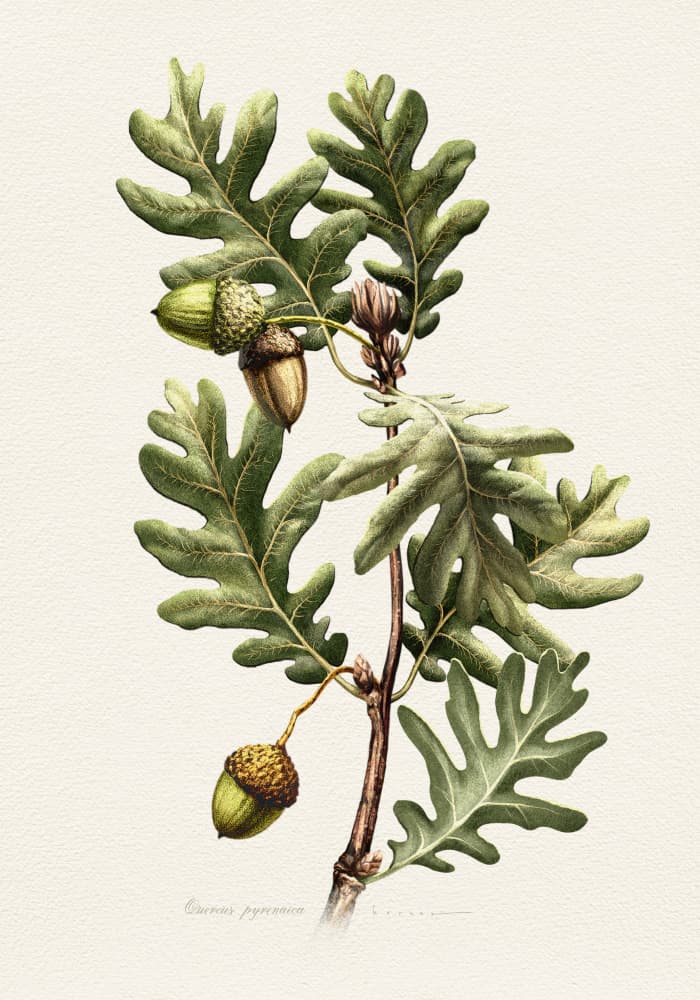 Pyrenean Oak Botanical Art by Juan Hernaz — canvas wall art