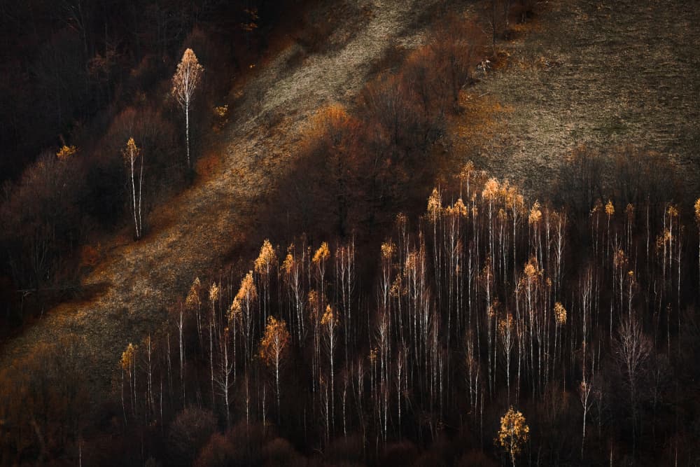 Sunlit Birch Hillside by Vlad Paulet — canvas wall art