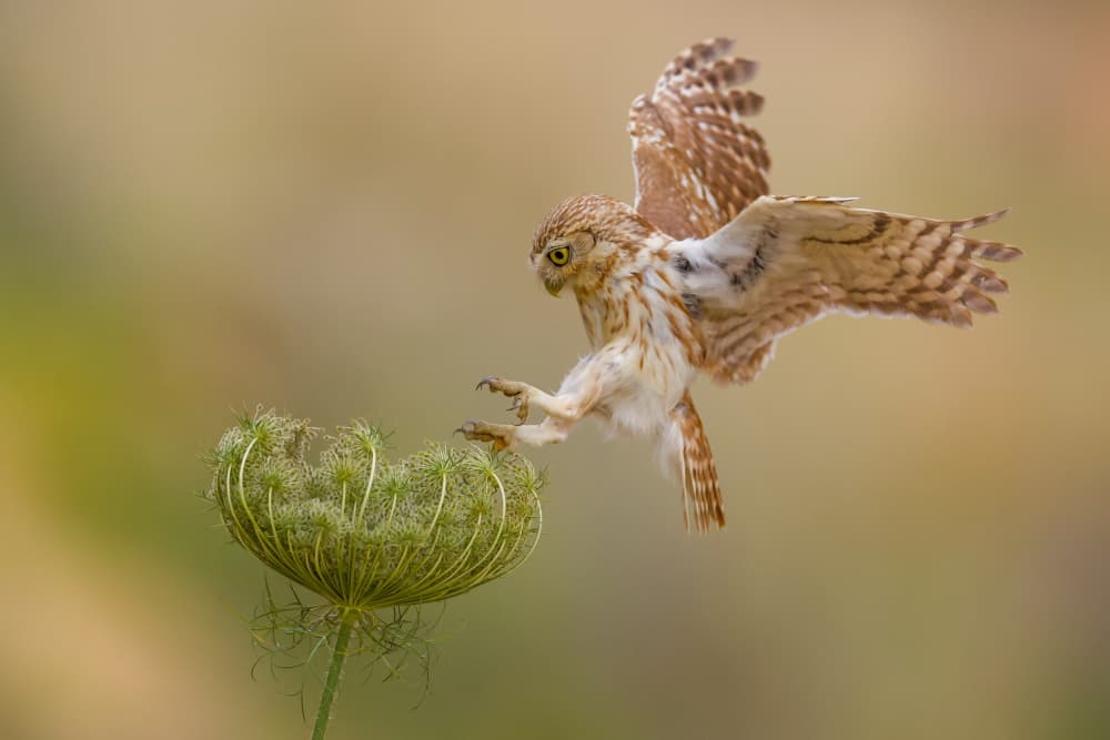 Little Owl Landing by David Manusevich — canvas wall art