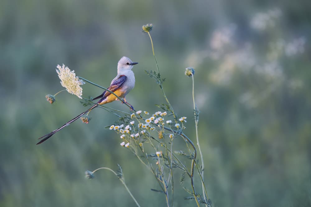 Elegant Flycatcher on Flowers by Qing Zhao — canvas wall art