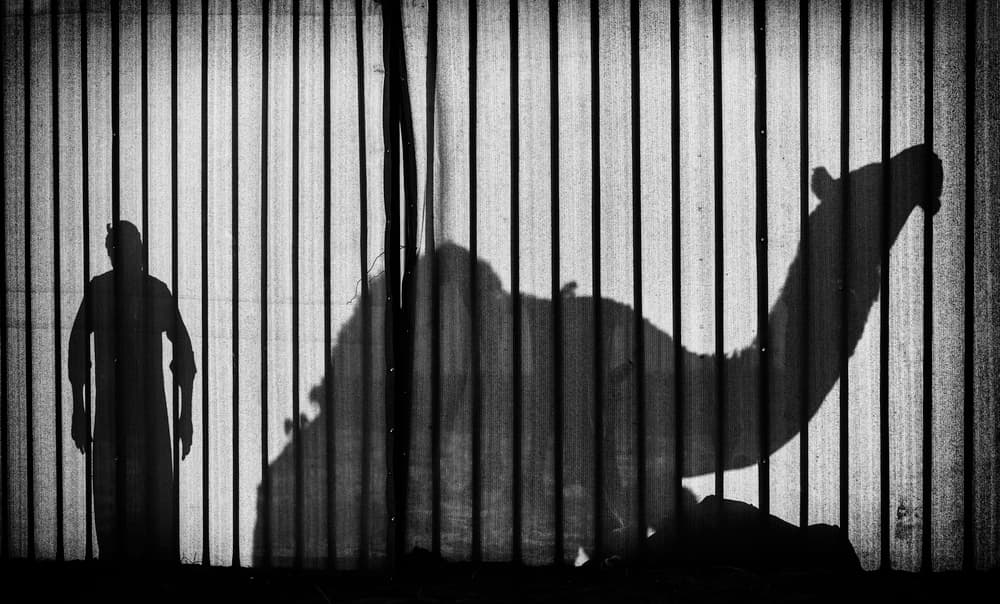 Camel Man Silhouettes by Rami Al Adwan — canvas wall art