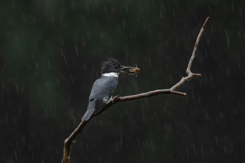 Rainy Kingfisher With Catch by Max Wang — canvas wall art