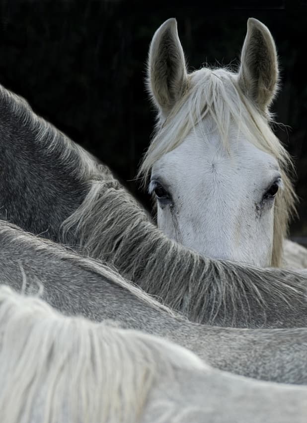 Curious Horse Peeking