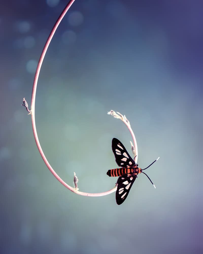 Striped Moth on Branch by Fauzan Maududdin — canvas wall art