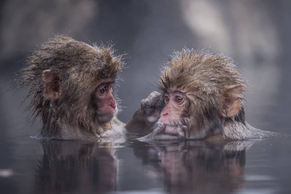 Two Snow Monkeys Bathing by Takeshi Marumoto — canvas wall art