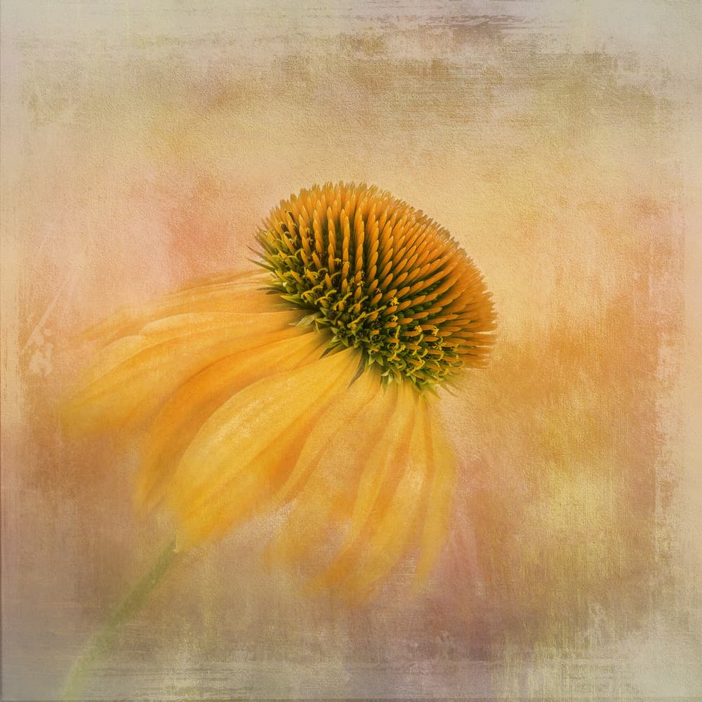 Golden Coneflower Dream by Gaille Gray — canvas wall art
