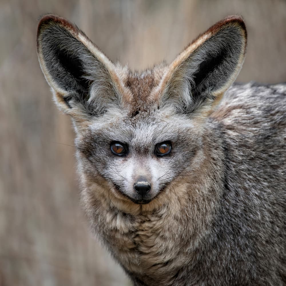 Curious Bat-Eared Fox by Mathilde Guillemot — canvas wall art