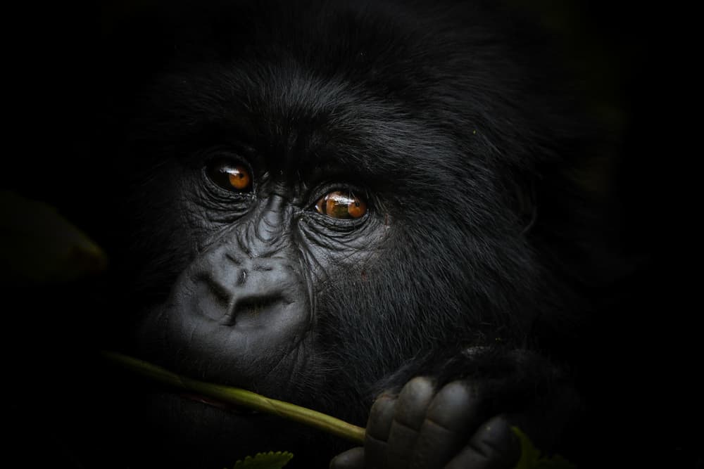 Mountain Gorilla Gaze by ManginiPhotography — canvas wall art