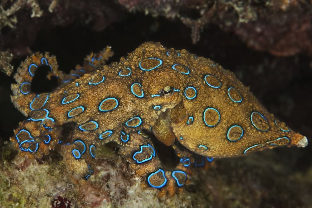 Blue-Ringed Octopus by Davide Lopresti — canvas wall art