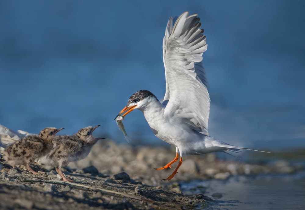 Tern Feeds Chicks by Greg Barsh — canvas wall art