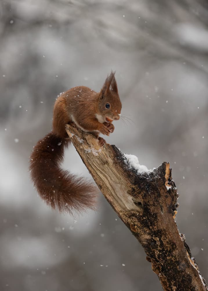 Snowy Red Squirrel Scene by Marco Barisone — canvas wall art