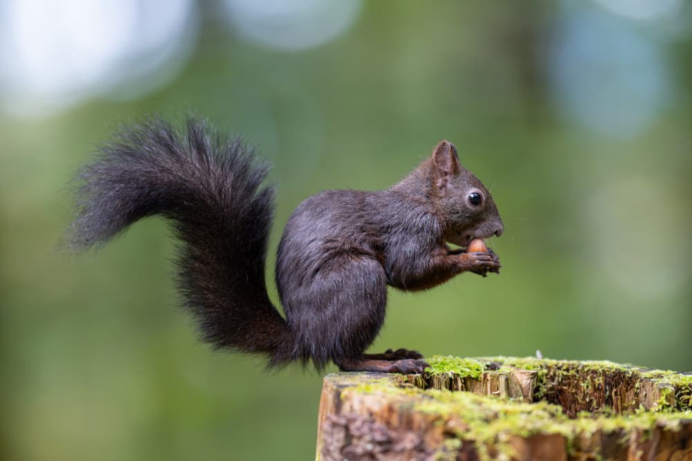 Forest Squirrel Snack Time by Bjoern Alicke — canvas wall art