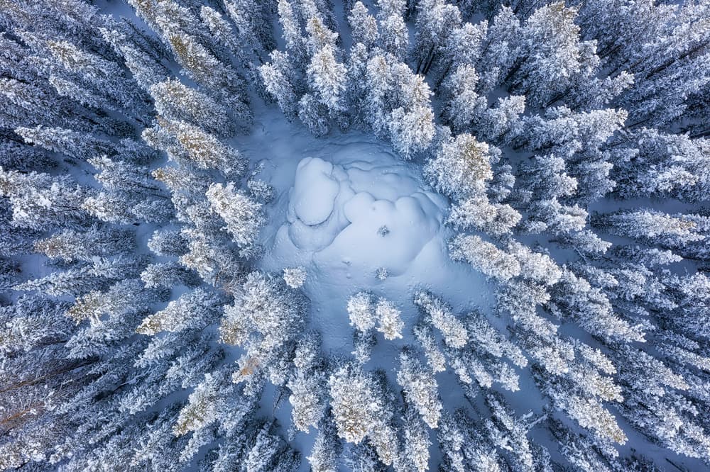 Snowy Forest Aerial View by Mei Xu — canvas wall art
