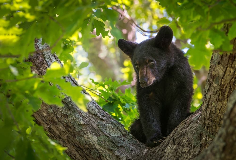 Curious Bear Cub by Nick Kalathas — canvas wall art