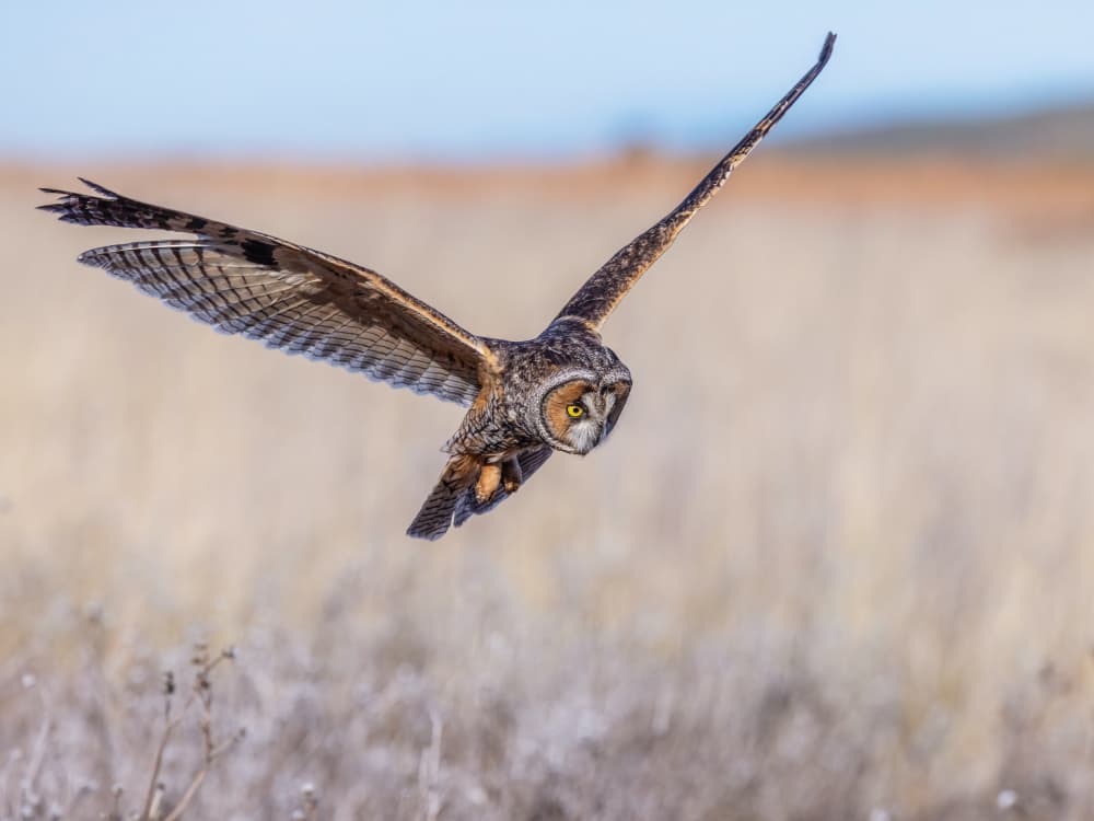 Long-Eared Owl in Flight by Taksing (吉星高照) — canvas wall art