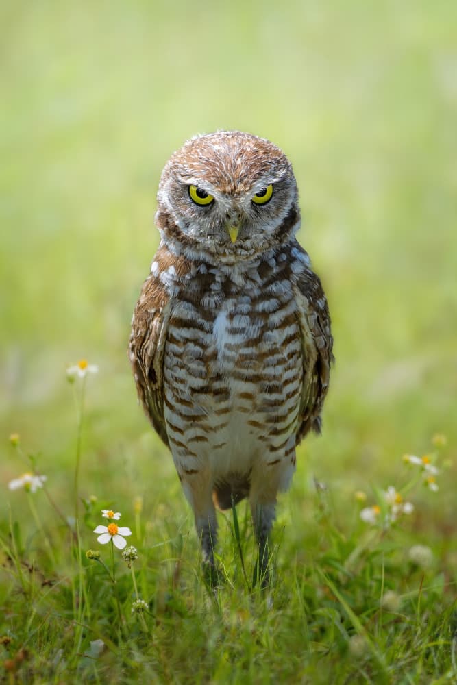 Grumpy Burrowing Owl by Ti Wang — canvas wall art