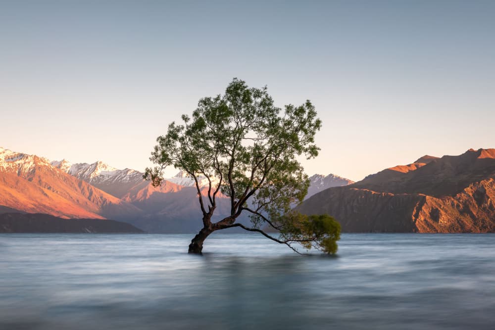 Wanaka Tree Golden Hour by Christoph Schaarschmidt — canvas wall art