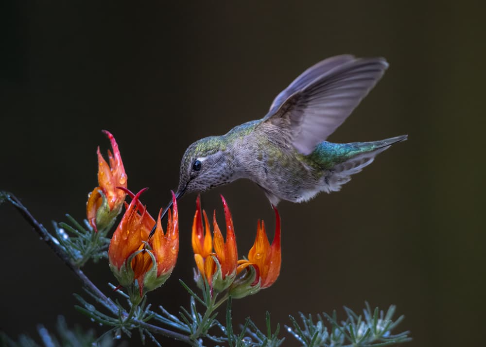 Hummingbird Feeding Bloom by Bill Lu — canvas wall art