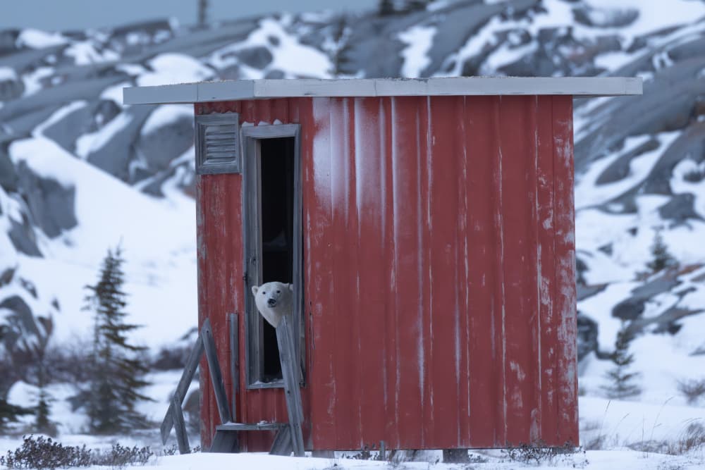 Polar Bear Shack by Barbara Gill — canvas wall art
