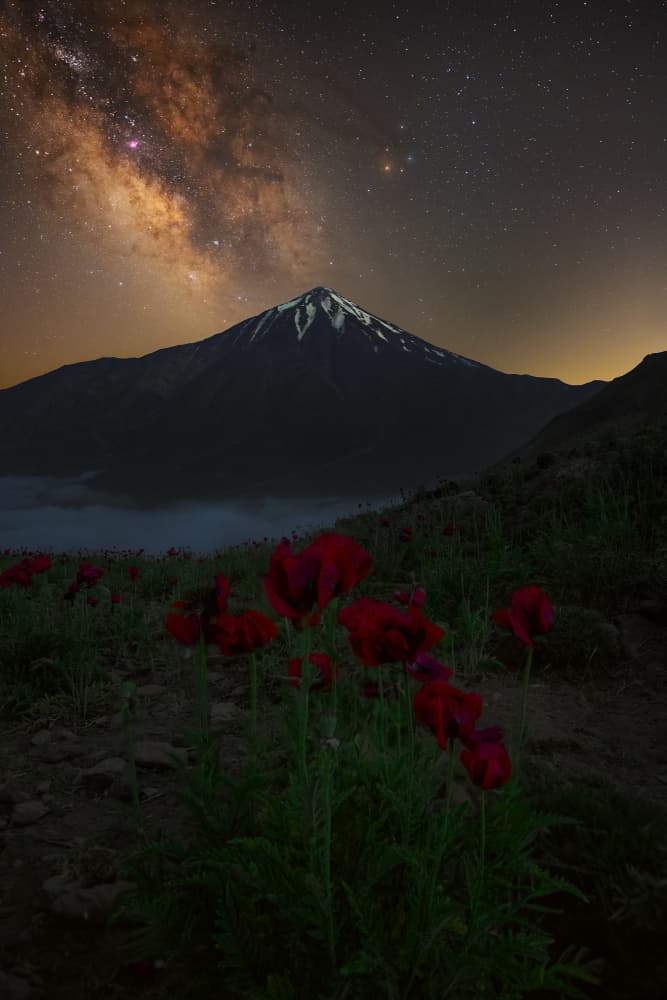 Milky Way Mountain Poppies by Ali Fallahzadeh — canvas wall art