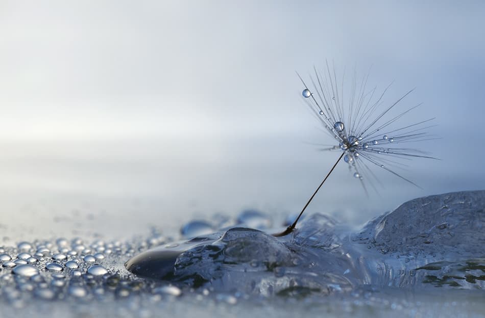 Dandelion Seed Ice Drops by Heidi Westum — canvas wall art