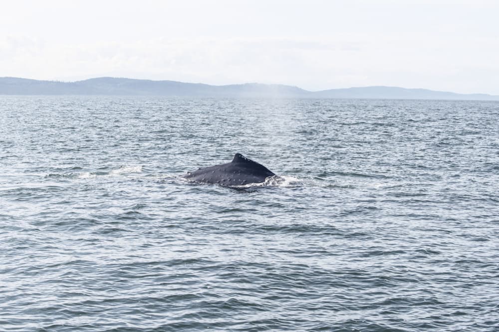 Humpback Whale Surfaces by Lynann Colligan — canvas wall art