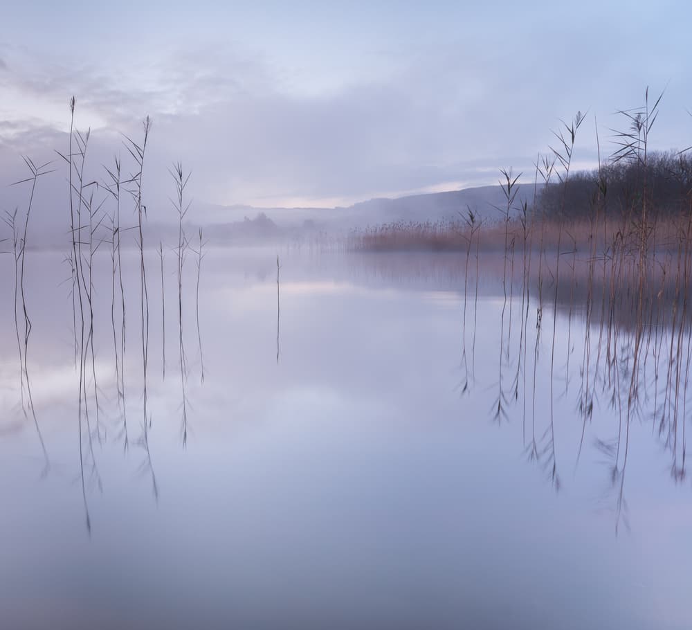 Misty Lake Reeds by David Ahern — canvas wall art