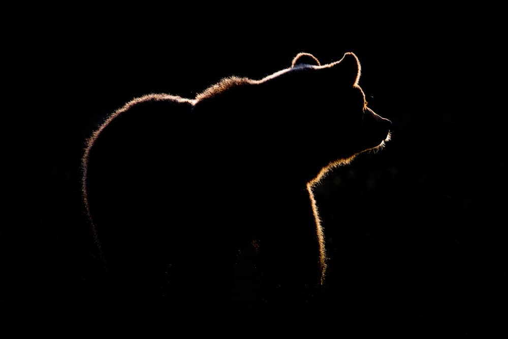 Golden Bear Silhouette by Gorazd Golob — canvas wall art