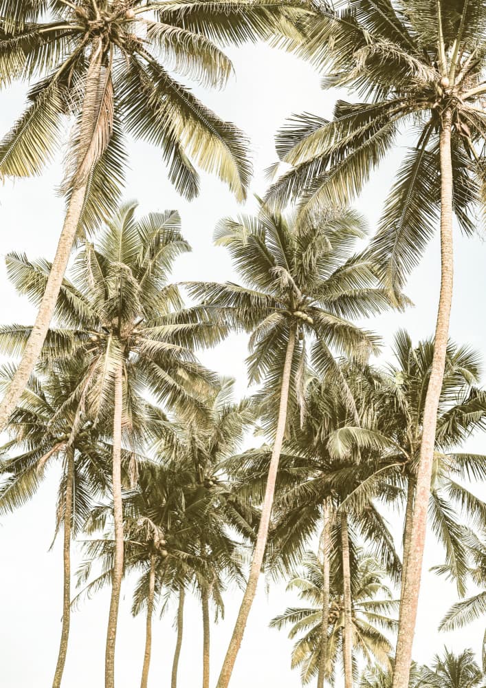 Tropical Serenity by Shot by Clint — canvas wall art