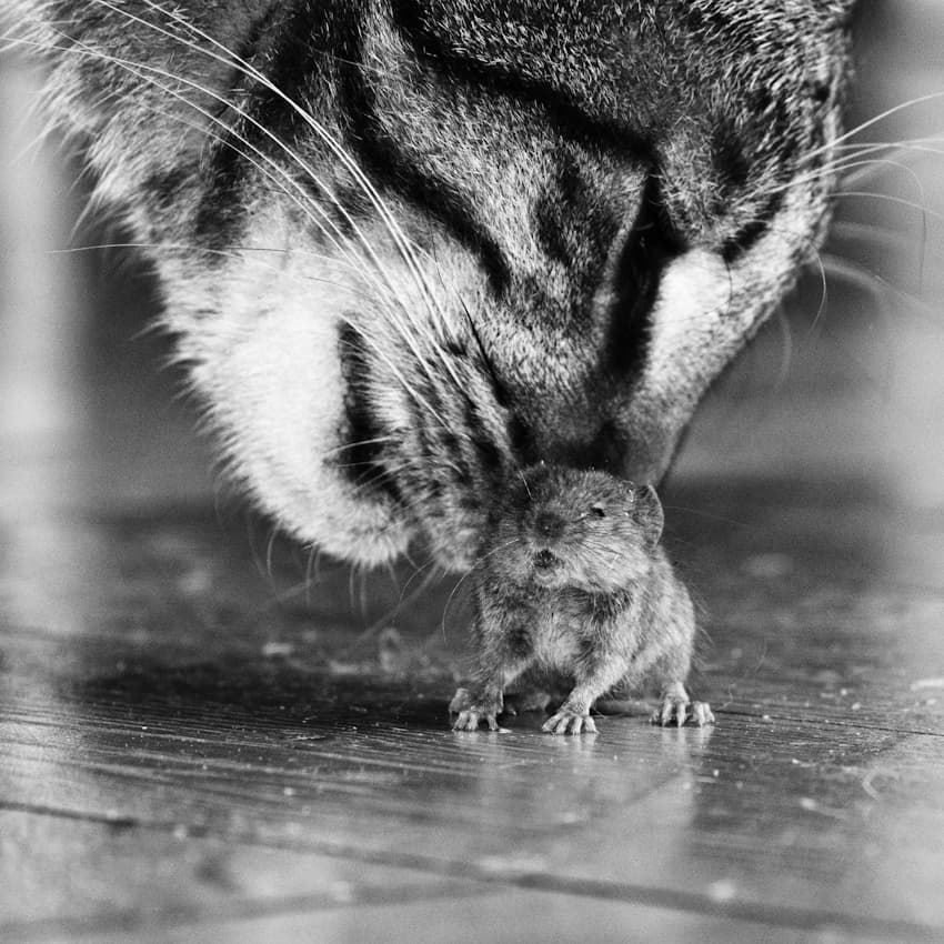 Curious Cat And Vole by Frank Hinsberger — canvas wall art