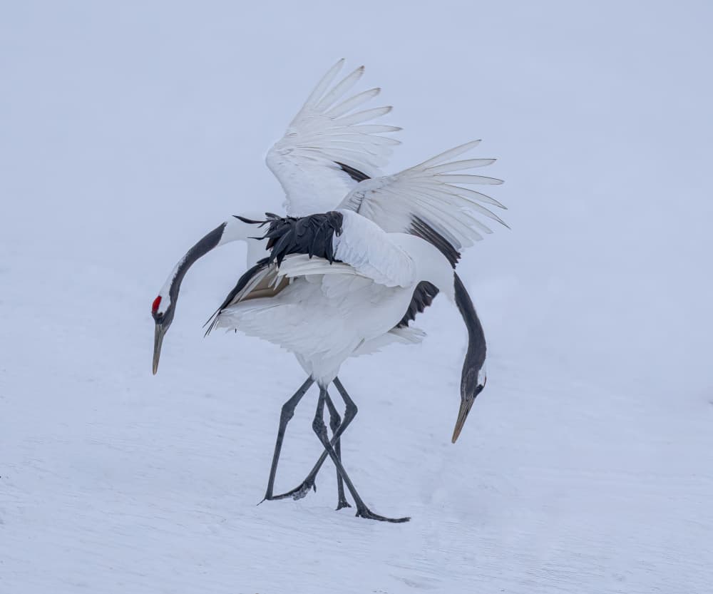 Winter Crane Dance by Yuan Su — canvas wall art