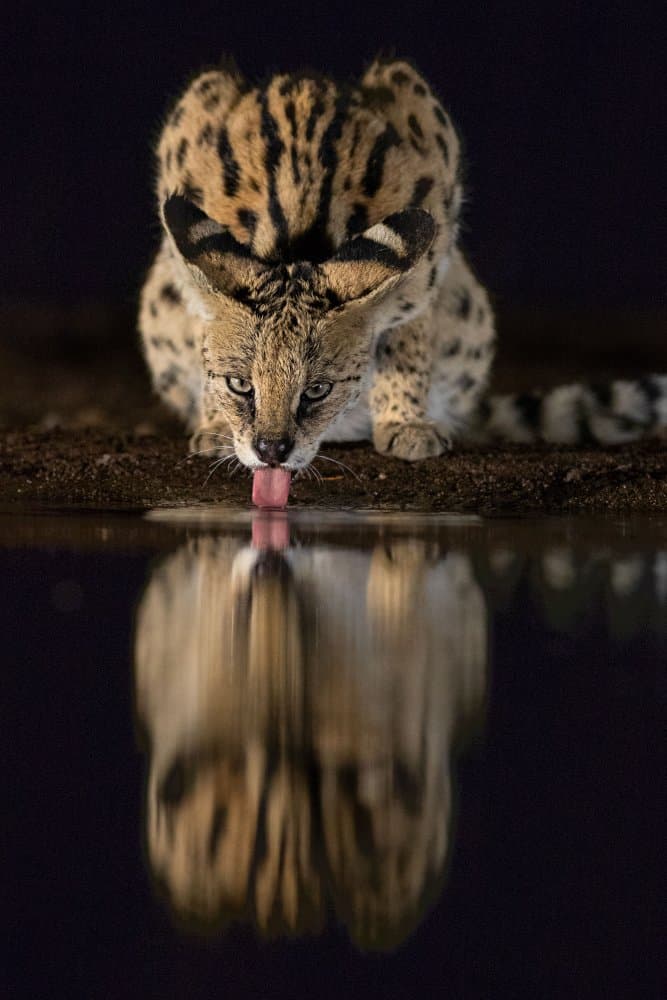 Serval Drinking Reflection by Amnon Eichelberg — canvas wall art
