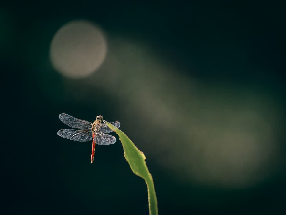 Red Dragonfly Soft Bokeh by Takiko Hirai — canvas wall art