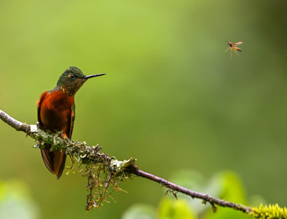 Hummingbird Meets Tiny Fly by Tony Yu — canvas wall art