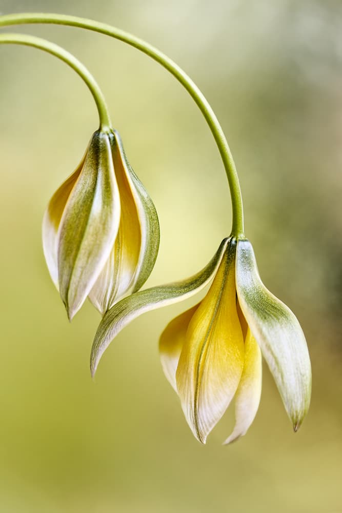 Tulipa by Mandy Disher — canvas wall art