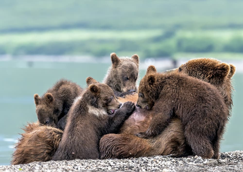 Mother Bear and Cubs by Giuseppe DAmico — canvas wall art