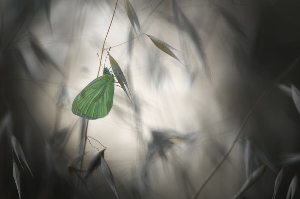 Delicate Green Butterfly by Sebastien Blomme — canvas wall art