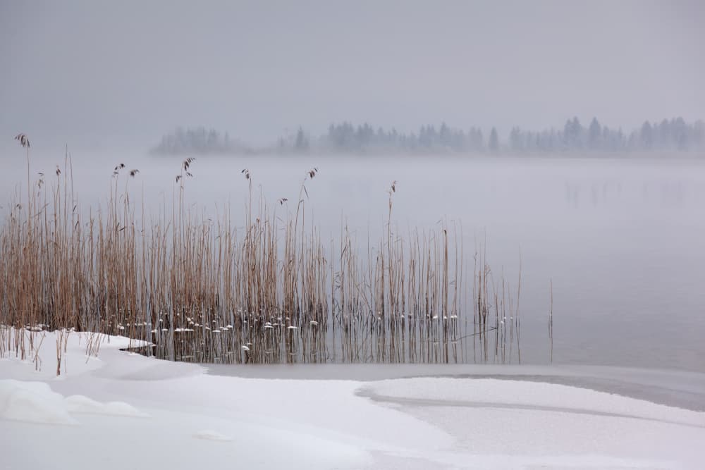 Misty Winter Reeds by Roswitha Schleicher-Schwarz — canvas wall art