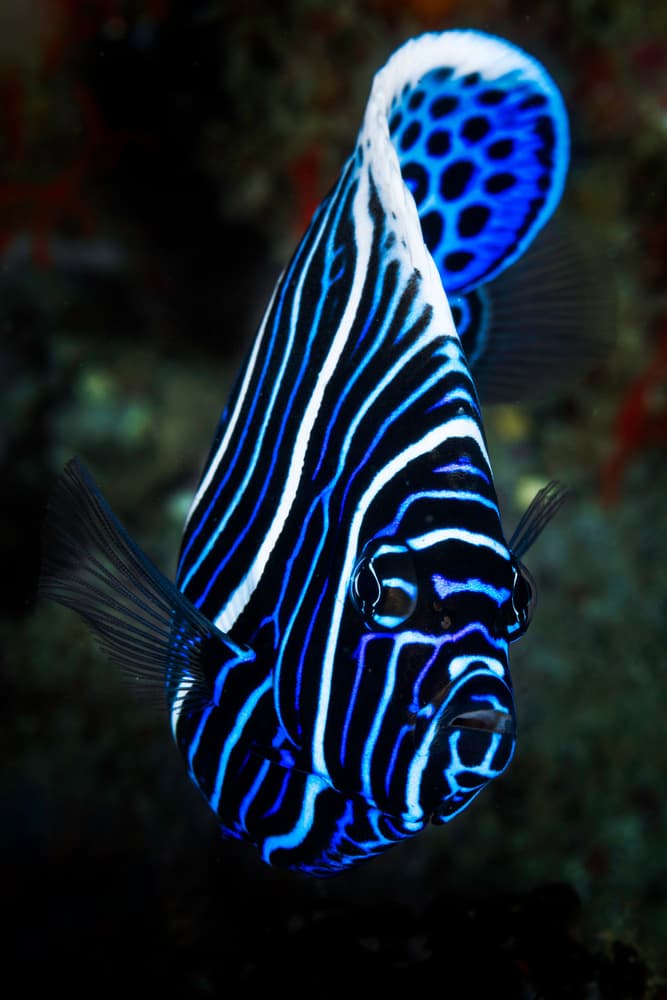 Vibrant Blue Angelfish by Barathieu Gabriel — canvas wall art