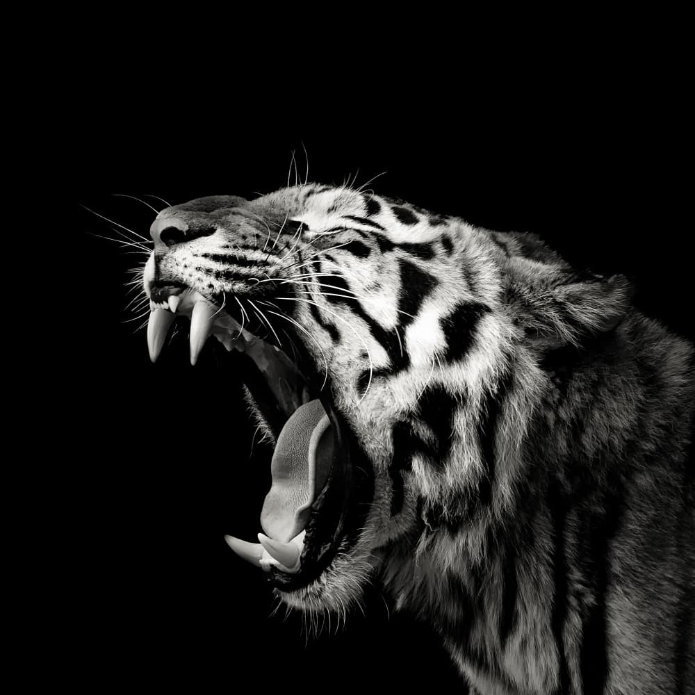 Roaring Tiger Portrait by Christian Meermann — canvas wall art