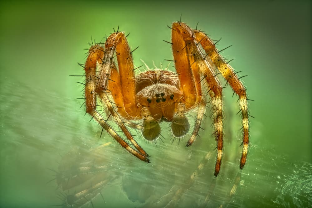 Orange Spiky Spider by Piet Haaksma — canvas wall art