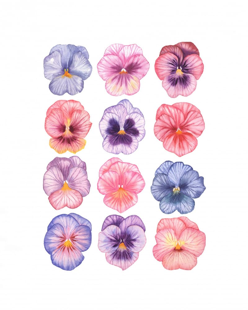 Watercolor Pansy Blossoms by Linda Sitniece — canvas wall art