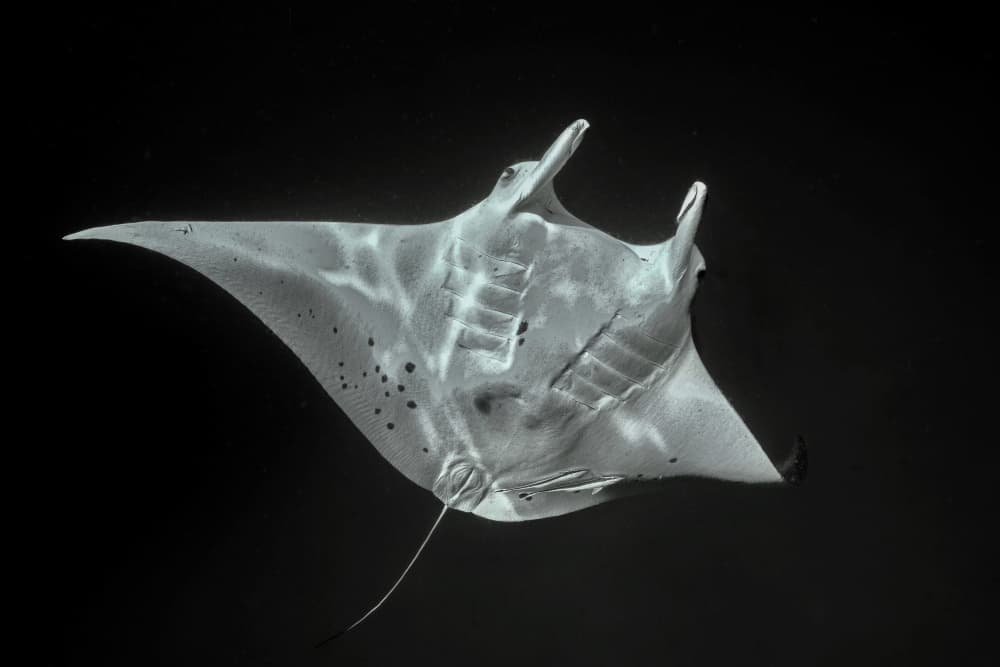 Graceful Manta Ray by Serge Melesan — canvas wall art