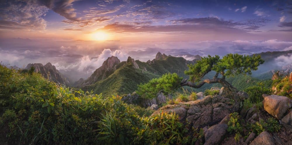 Pine tree on the rock